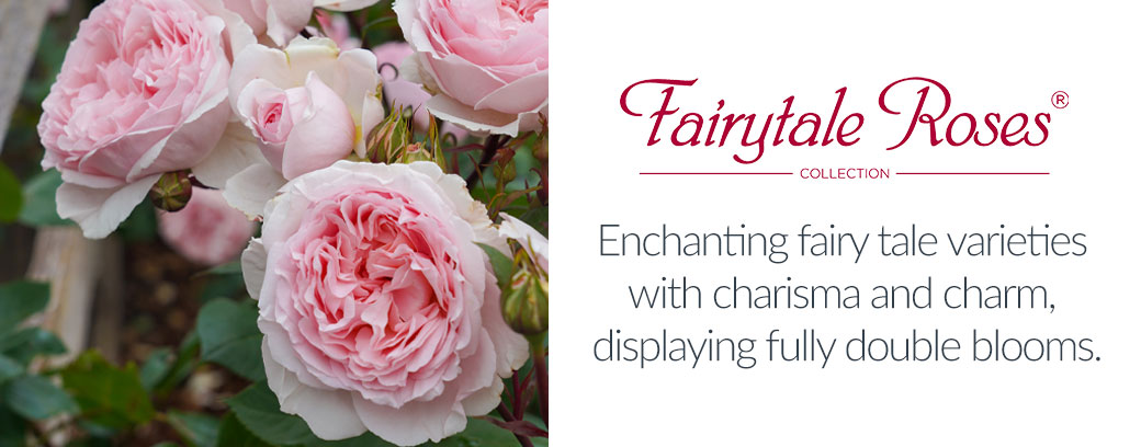 View Fairytale Roses Collection